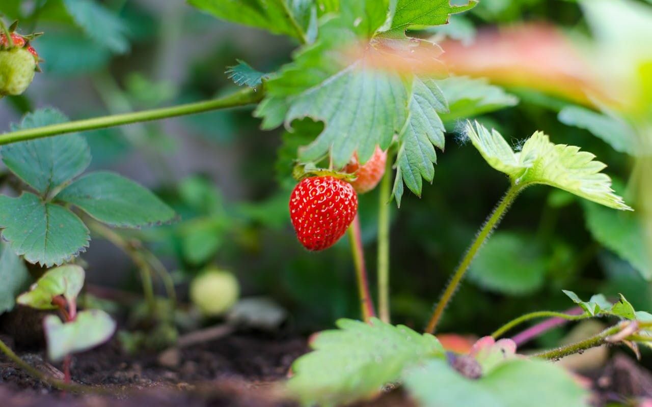 Erdbeeren: Eine süße Versuchung der Natur