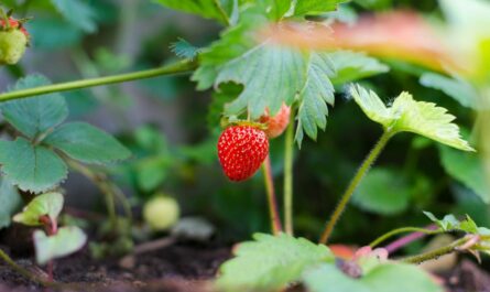 Erdbeeren: Eine süße Versuchung der Natur