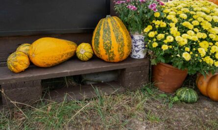 Herbstblumen und Kürbis im eigenen Garten